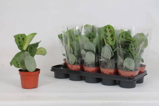 <h4>MARANTA KERCHOVEANA</h4>