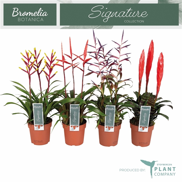 <h4>Bromelia overig gemengd 3 soorten</h4>