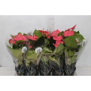 ANTHURIUM SUCCESS PINK P12