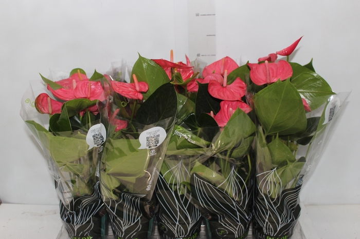 <h4>ANTHURIUM SUCCESS PINK P12</h4>