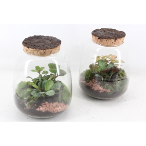 arr3 WR - Terrarium Hyperion