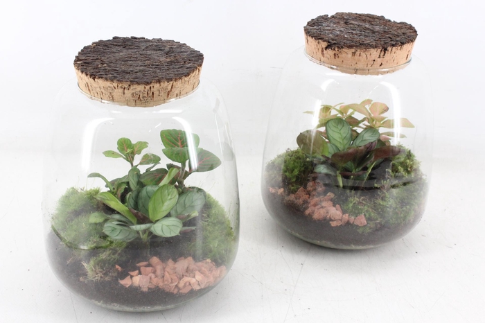 <h4>arr3 WR - Terrarium Hyperion</h4>