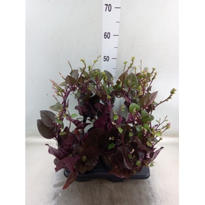 Basella alba 'Rosebud'