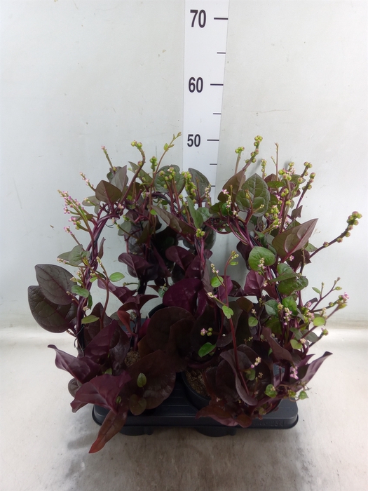 <h4>Basella alba 'Rosebud'</h4>