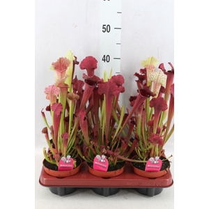 Sarracenia   ...