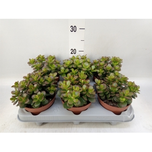 Crassula ovata 'Minor'