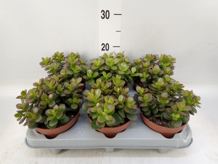 <h4>Crassula ovata 'Minor'</h4>