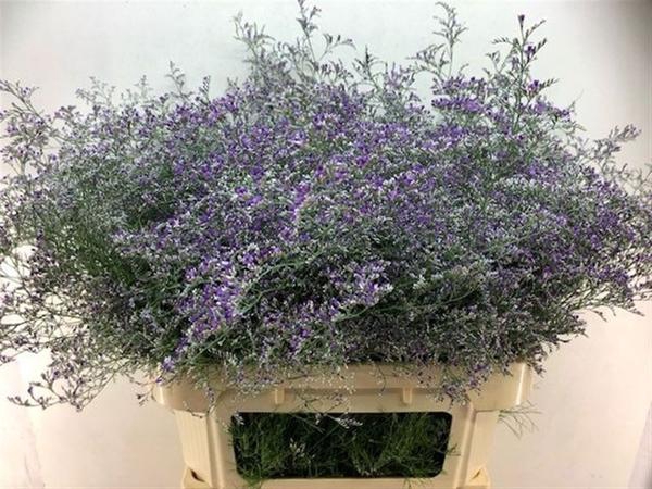 <h4>LIM BELTLAARD</h4>