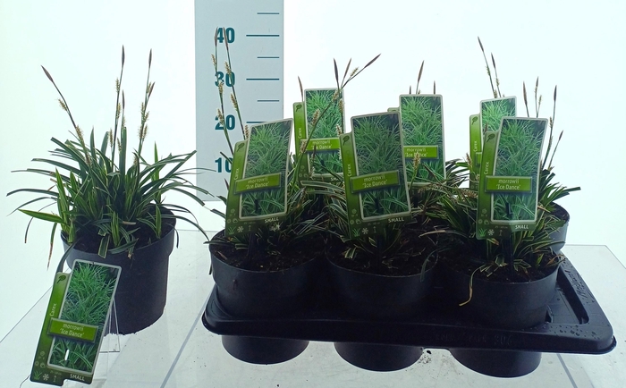 <h4>CARE MORROWII</h4>