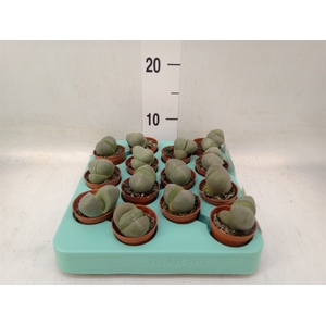 Lithops sp.