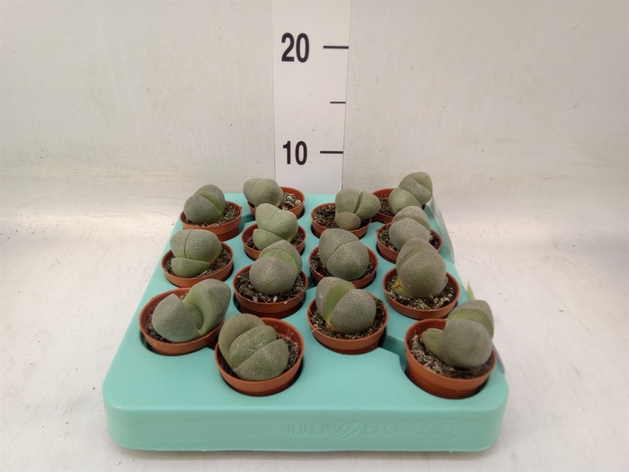 <h4>Lithops sp.</h4>