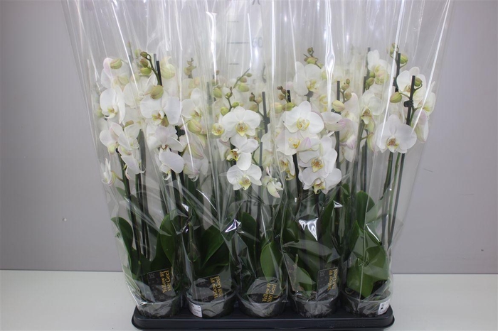 <h4>Phal Wit 3 Tak</h4>