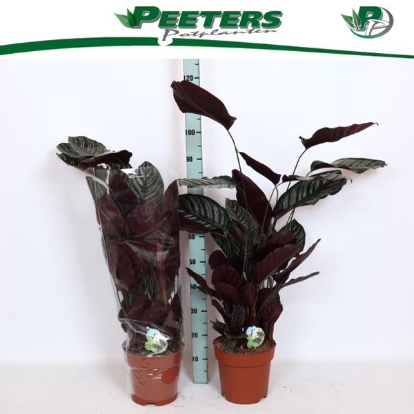 Calathea Sanderiana 24Ø 120cm