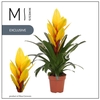 Vriesea Intenso Yellow