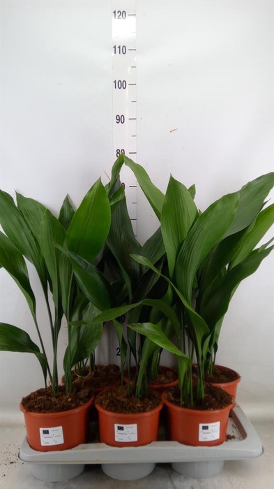 <h4>Aspidistra elat.</h4>