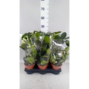 Stephanotis floribunda   ...