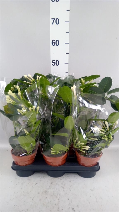 <h4>Stephanotis floribunda   ...</h4>