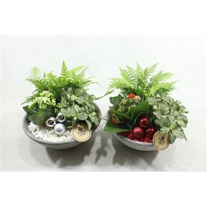 7282 EBBI LAAG ROOD/WIT