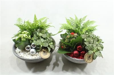 <h4>7282 EBBI LAAG ROOD/WIT</h4>