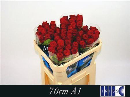 <h4>R GR RED NAOMI! MEEUWISSE</h4>