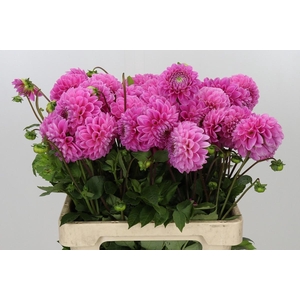 Dahlia Sweet Fabienne