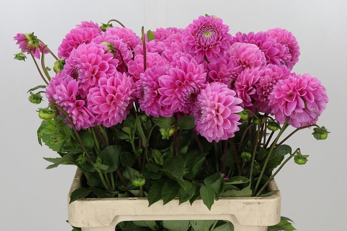<h4>Dahlia Sweet Fabienne</h4>