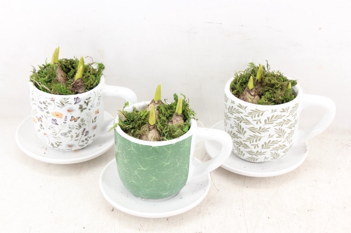 <h4>arr4 Muscari RN - Minty Mystique cups</h4>