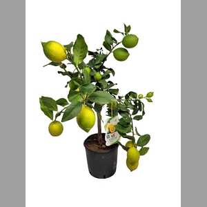 CITR LIMON