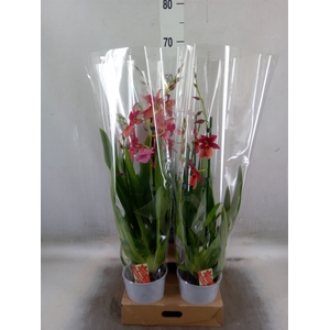 Burrageara  'Nelly Isler'