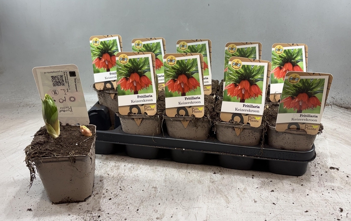 <h4>FRITILLARIA OV</h4>