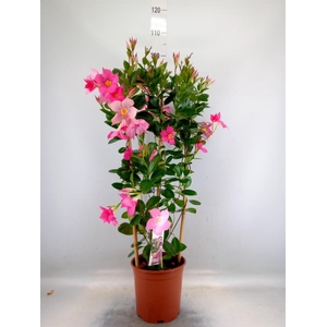 Mandevilla sand. 'Eagle Eye'