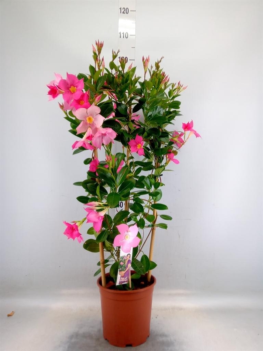 <h4>Mandevilla sand. 'Eagle Eye'</h4>