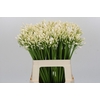 Agapanthus EYFORI White