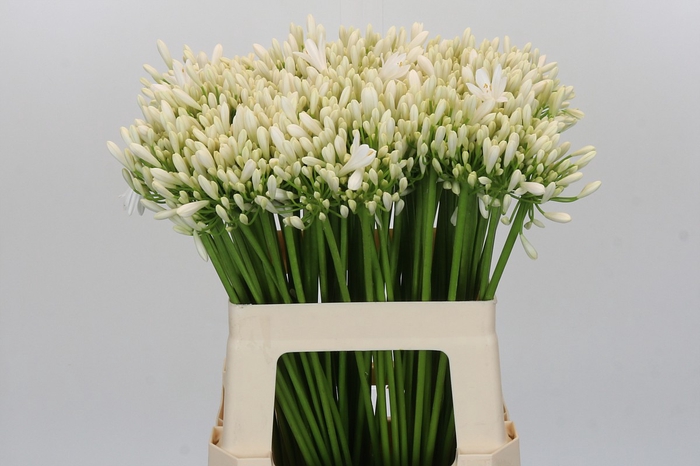 <h4>Agapanthus EYFORI White</h4>