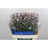 Aster Claudia
