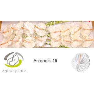 ANTH A ACROPOLIS