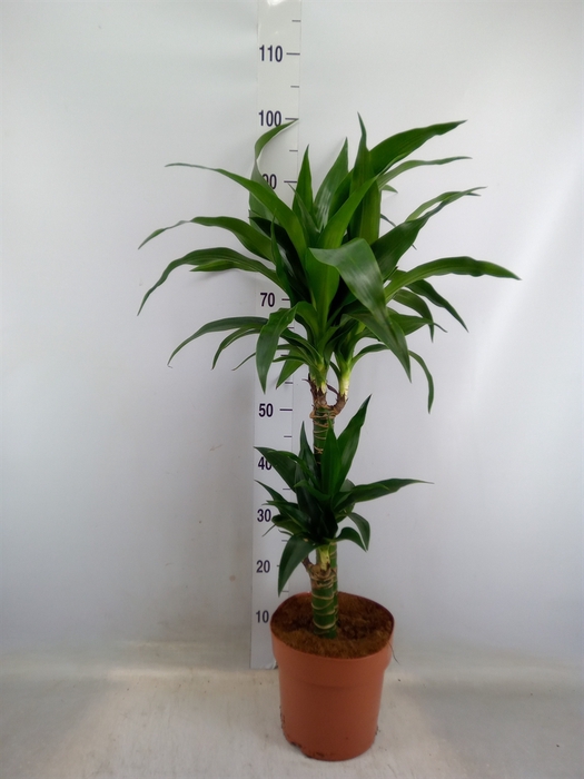 <h4>Dracaena frag.   ...</h4>