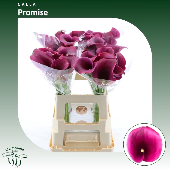 <h4>Calla Promise</h4>