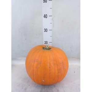 Cucurbita max. 'Halloween'
