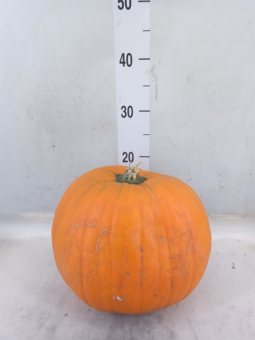 <h4>Cucurbita max. 'Halloween'</h4>
