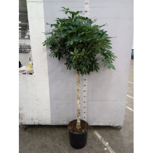 Schefflera arbor. 'Compacta'