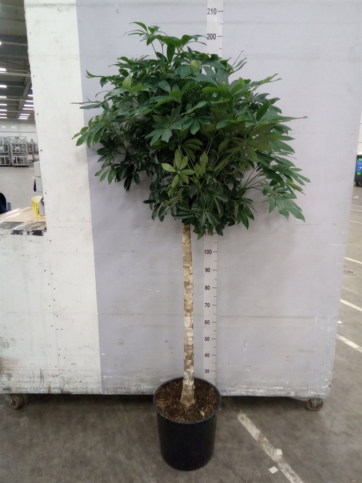 <h4>Schefflera arbor. 'Compacta'</h4>