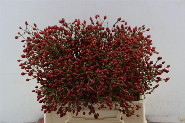 <h4>Rosa (rozebottel)</h4>