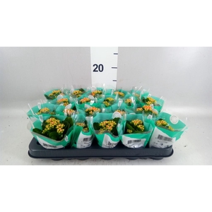 KALANCHOE 'ROSDON PEDRO'