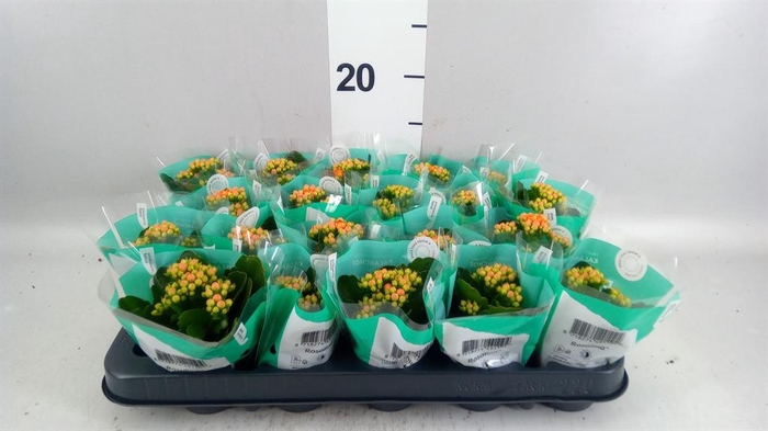 <h4>KALANCHOE 'ROSDON PEDRO'</h4>