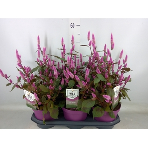 Celosia spic. 'Wild Pink'