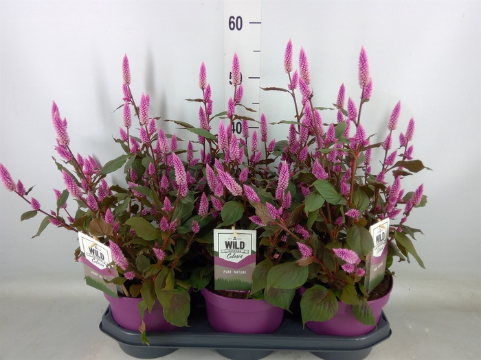 <h4>Celosia spic. 'Wild Pink'</h4>