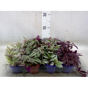 Tradescantia   ...mix