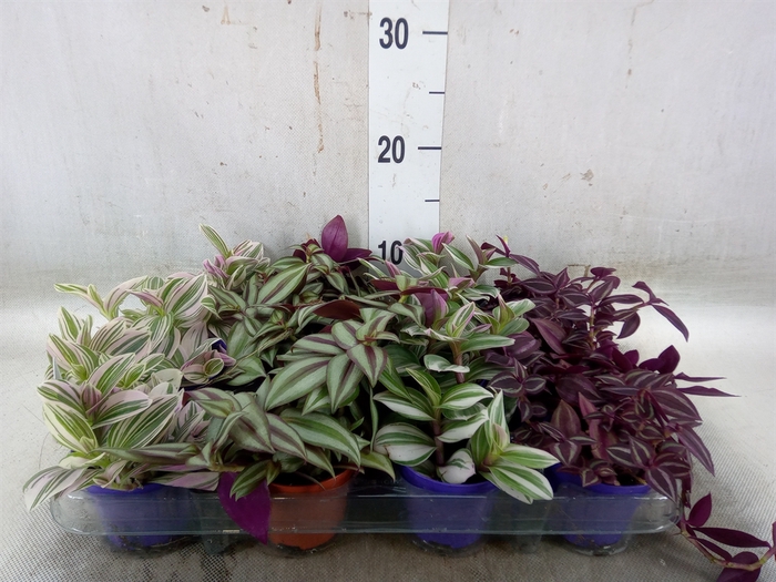 <h4>Tradescantia   ...mix</h4>