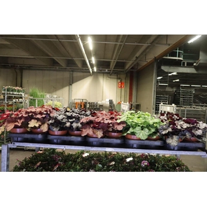Heuch Mixk 1 Kleur Per Tray